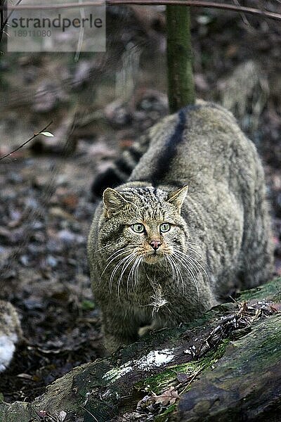 Europäische Wildkatze (felis silvestris)  erwachsen