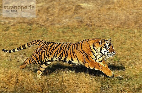 Königstiger (panthera tigris tigris)  ERWACHSENER LÄUFT DURCH TROCKENES GRAS