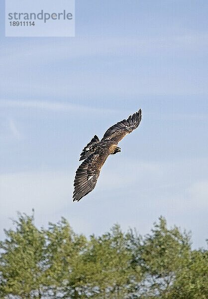 Steinadler (aquila chrysaetos)  ERWACHSENE IM FLUG