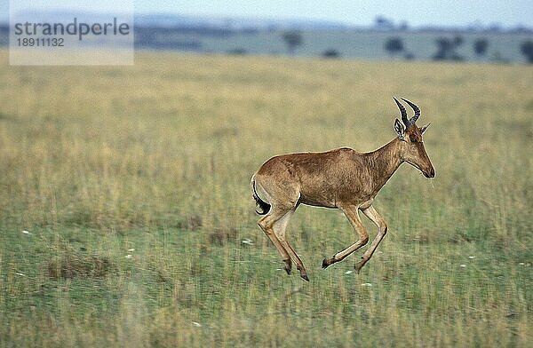 HARTEBEEST (alcelaphus buselaphus)  ERWACHSENE LAUFEND  MASAI MARA PARK IN KENIA