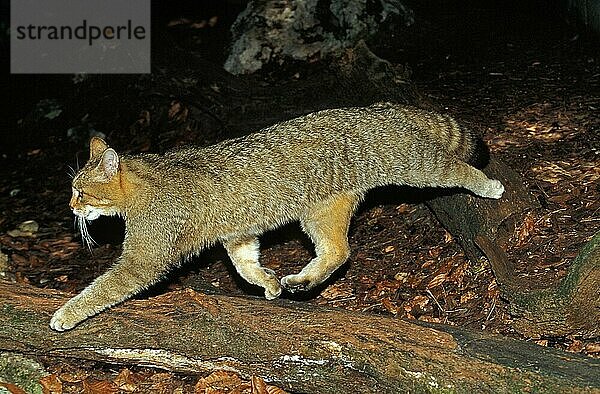 Europäische Wildkatze (felis silvestris)  erwachsen