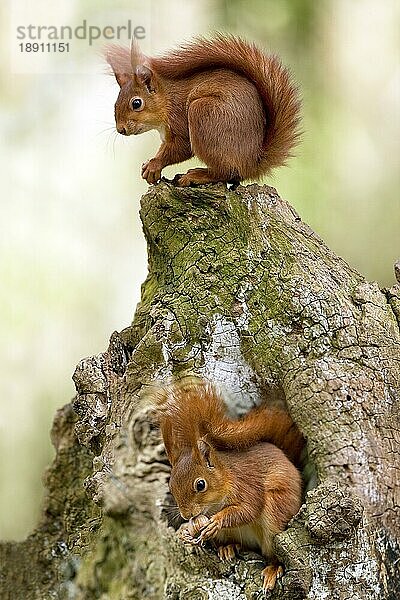 Rotes Eichhörnchen (sciurus vulgaris)  Erwachsener auf Baumstumpf  Normandie