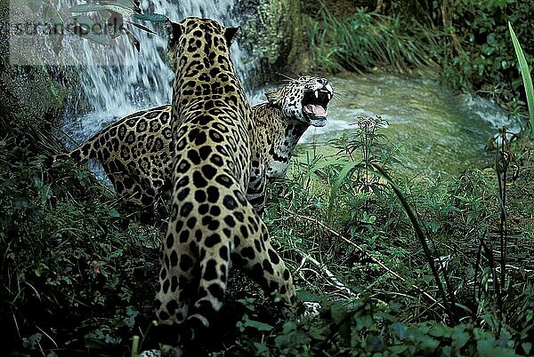 JAGUAR (panthera onca)  ERWACHSENE KÄMPFEN