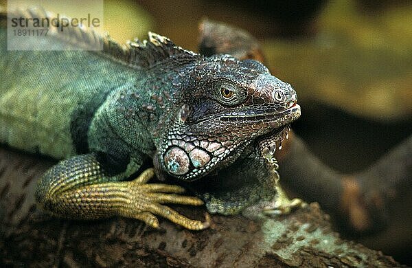 Grüner Leguan (iguana iguana)  Erwachsener auf Ast