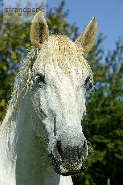 PERCHERON-PFERD  PORTRÄT EINES ERWACHSENEN