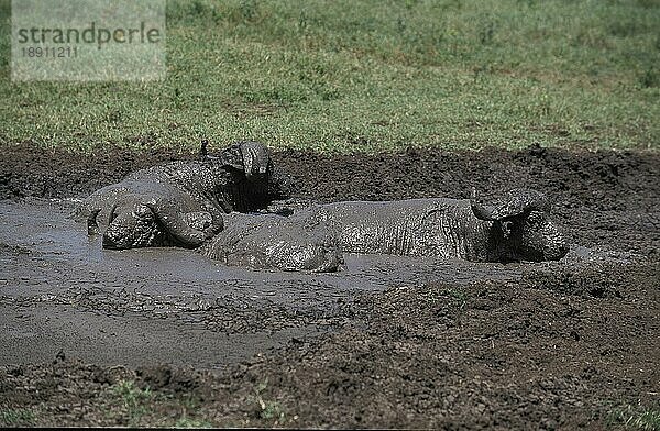 AFRIKANISCHER BUFFALO (syncerus caffer)  ERWACHSENE BEIM SCHLAMMBAD  SERENGETI PARK IN TANSANIA