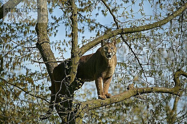 Puma (puma concolor)  ERWACHSENER IM BAUM STEHEND