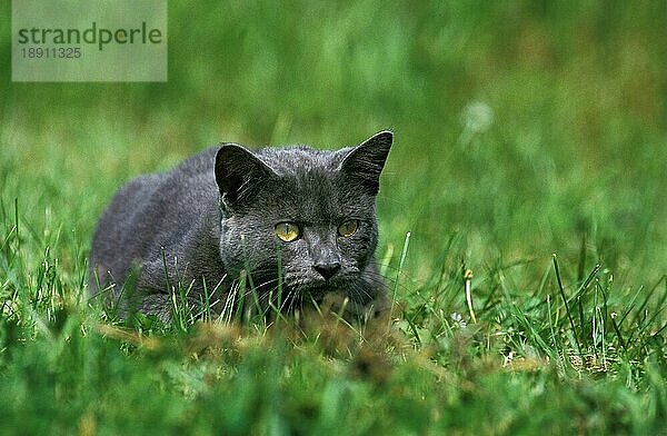 Blaue Hauskatze  erwachsen  liegt auf Gras