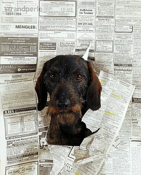 Wirehaired Dachshund looking through page of magazine  Rauhhaardackel schaut durch Seite einer Tageszeitung  Säugetiere  mammals  animals  Haushund  domestic dog  Haustier  Heimtier  pet  Humor  humour  von vorne  frontal  head-on  vertica...