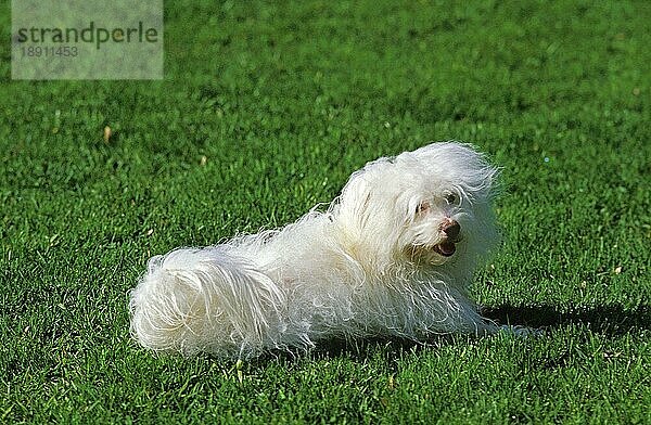 Coton de Tulear Hund  Erwachsener liegend auf Gras