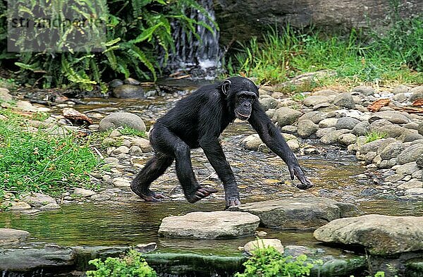 Schimpanse (pan troglodytes)  Erwachsener überquert Wasser