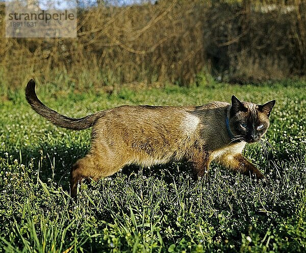 Seal Point Siam Hauskatze  Erwachsener stehend auf Gras