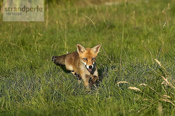 ROTFUCHS (vulpes vulpes)  ERWACHSENER AUF GRAS STEHEND  NORMANDY IN Frankreich