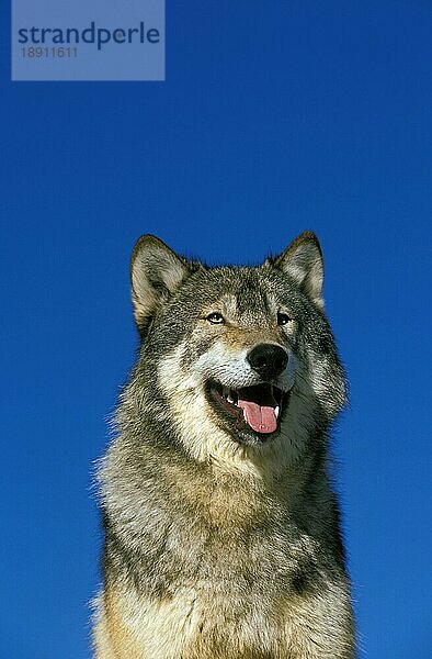 Nordamerikanischer Grauwolf (canis lupus occidentalis)  Porträt eines Erwachsenen