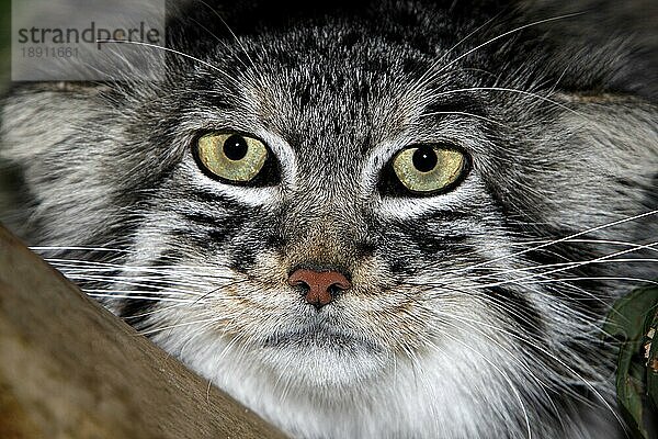 MANUL- ODER Manul (otocolobus manul)  KOPFGRÖSSE EINES ERWACHSENEN