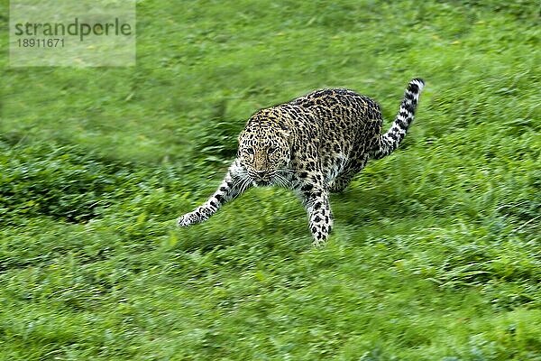 Amur Leopard (panthera pardus orientalis)  Erwachsener springt auf Gras