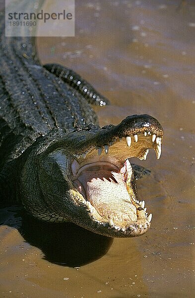 Amerikanischer Alligator  alligator mississipiensis  Erwachsener mit offenem Maul in Verteidigungshaltung