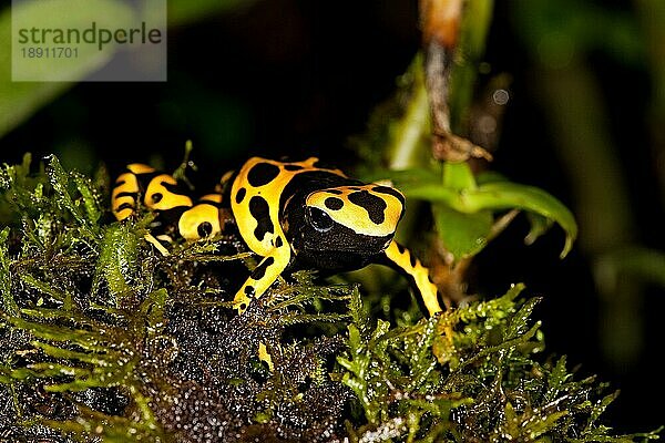 GELBGEBUNDENER Gelbgebänderter Baumsteiger (dendrobates leucomelas)  ERWACHSENER