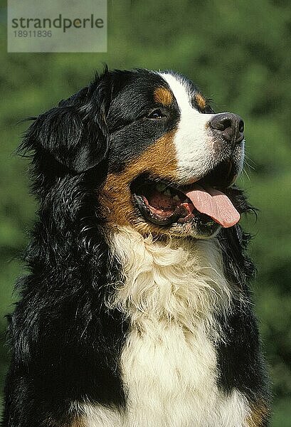 Berner Sennenhund  Portrait eines Erwachsenen mit herausgestreckter Zunge