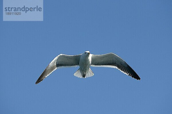 Dominikanermöwe (larus dominicanus)  ERWACHSENE IM FLUG  FALSE BAY in SÜDAFRIKA