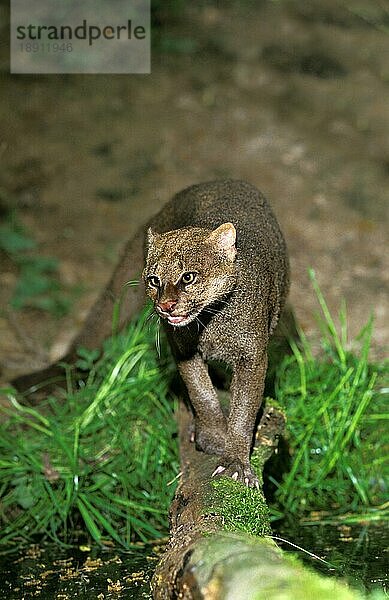 Jaguarundi  herpailurus yaguarondi  Erwachsen