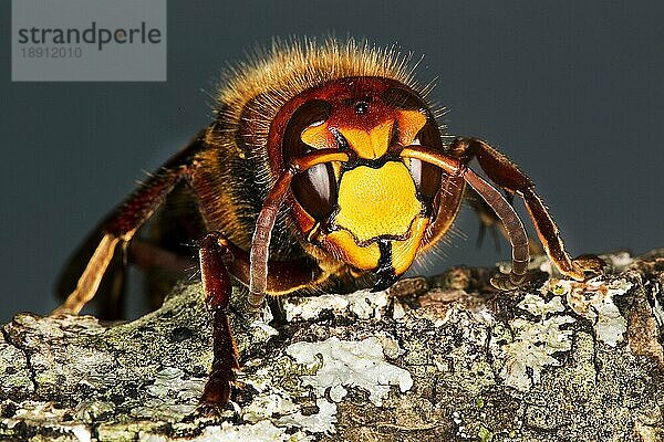 Hornet  vespa crabo  Erwachsener  Normandie