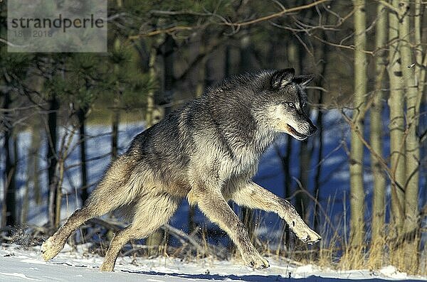 NORDAMERIKANISCHER Mackenzie-Wolf (canis lupus occidentalis)  ERWACHSENER LAUFEND  KANADA