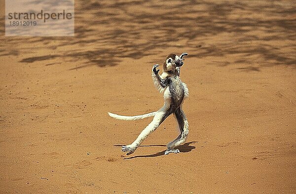 Larvensifaka (propithecus verreauxi)  ERWACHSENER  der über offenes Gelände hüpft  BERENTY RESERVE  MADAGASKAR