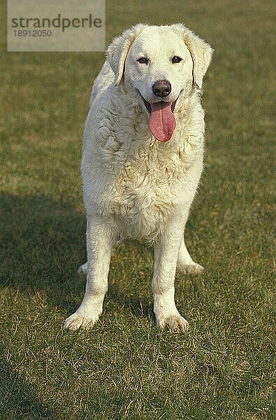 KUVASZ-HUND  ERWACHSEN  STEHEND AUF GRAS