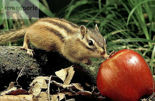 Kerniges Eichhörnchen  eutamia sibericus  Erwachsener mit Apfel