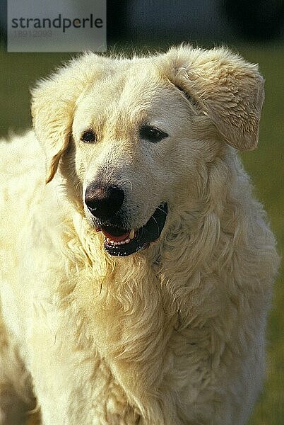 Kuvasz-Hund  Portrait eines Erwachsenen