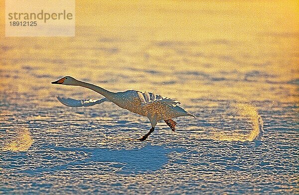 WEBSCHWANEN (cygnus cygnus)  ERWACHSENE IM FLUG  ABHEBEND  HOKKAIDO INSEL IN JAPAN