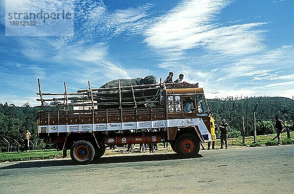 Ein Tempelelefant  der zu einem Elefantenverjüngungscamp transportiert wird  um an der medizinischen Versorgung und Ernährungspflege für Tempel- und Privatelefanten von Tamil Nadu in Mudumalai  Nilgiris  Ooty Udhagamandalam  Südindien  Indien  Asien teilzunehmen  Asien