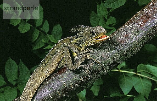 BRAUNE BASILISCHEN EIDECHSE (basiliscus vittatus)  ERWACHSENE IN VERTEIDIGUNGSHALTUNG