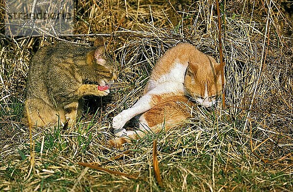 Hauskatze  Erwachsener lecken  Fellpflege