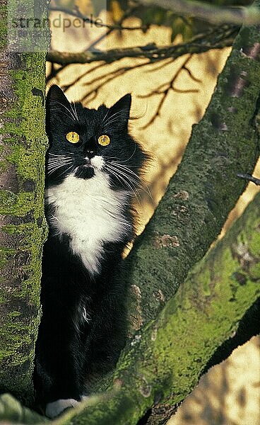 SKOGKATT HAUSKATZE  ERWACHSEN IM BAUM