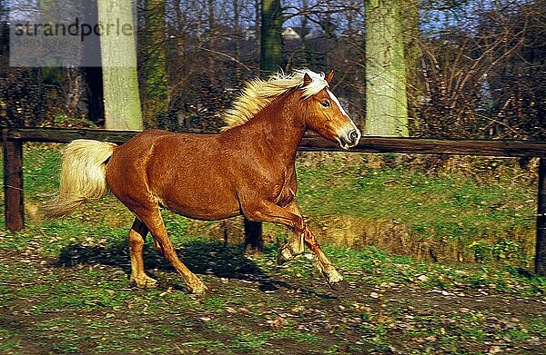 Haflinger Pony  Erwachsener Galoppierend im Paddock