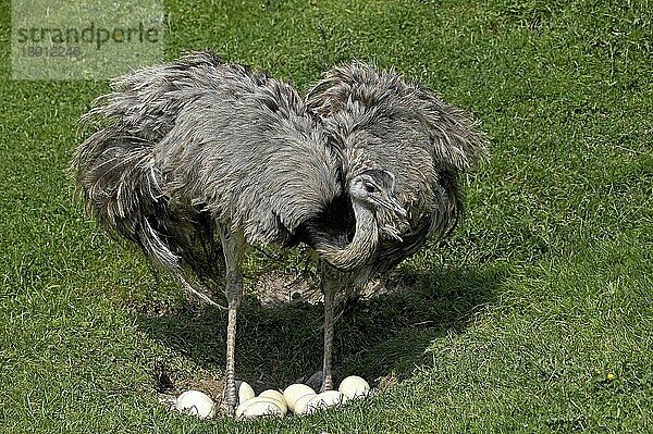 Amerikanisches Rhea (rhea americana)  Erwachsener sitzt auf Eiern im Nest