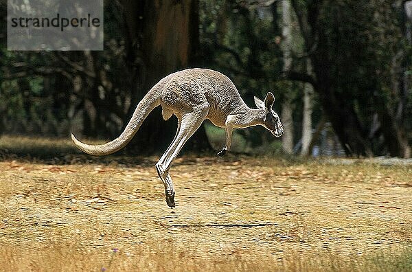 Rotes Riesenkänguru (macropus rufus)  ERWACHSENER HOPPING  AUSTRALIEN