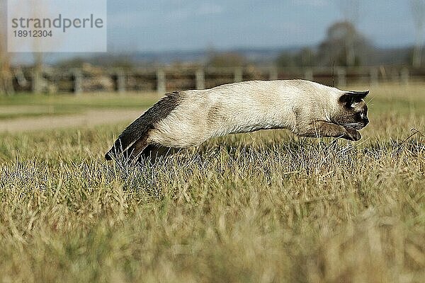 SEAL POINT SIAMESE HAUSKATZE  ERWACHSEN SPRINGEND AUF TROCKENEM GRAS