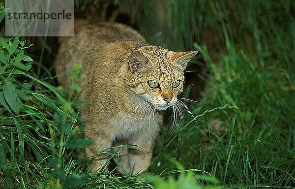 EUROPÄISCHE WILDCATTE (felis silvestris)  ERWACHSENER AUF GRAS STEHEND