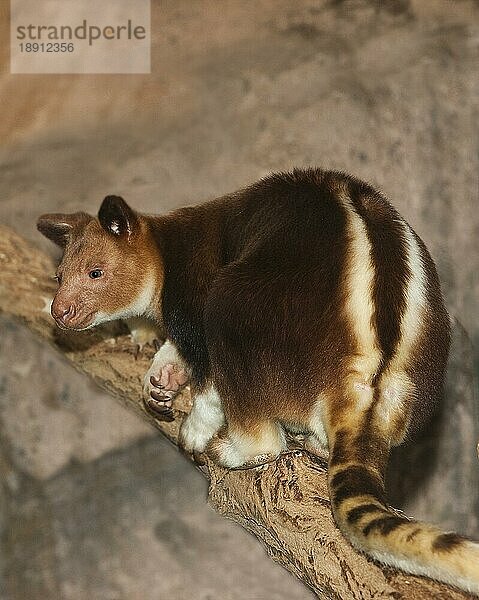 Goodfellow's Timboyok-Baumkänguru (dendrolagus goodfellowi buergersi)  Erwachsen