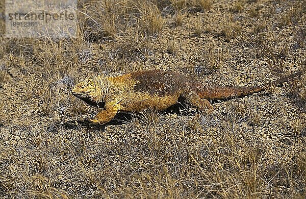 Galapagos Landleguan (conolophus subcristatus)  Erwachsener  Galapagos Inseln