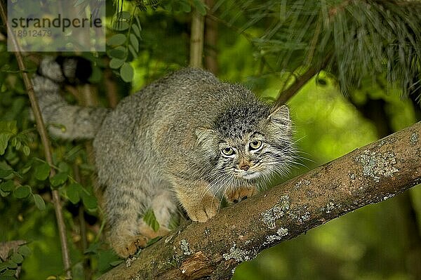 Manul (otocolobus manul) oder Pallas-Katze  Erwachsener auf Ast