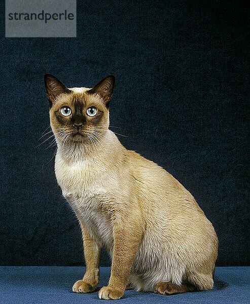 Tonkinese Hauskatze  Erwachsene sitzen gegen blauen Hintergrund