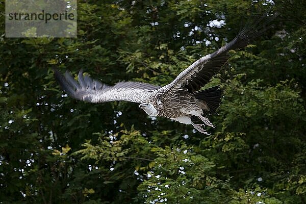 Schneegeier (gyps himalayensis)  ERWACHSENE FLUGZEUG