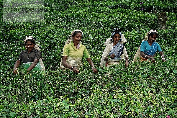 Frauen pflücken Tee  Teeplantage  Nuwara Eliya  Sri Lanka  Asien