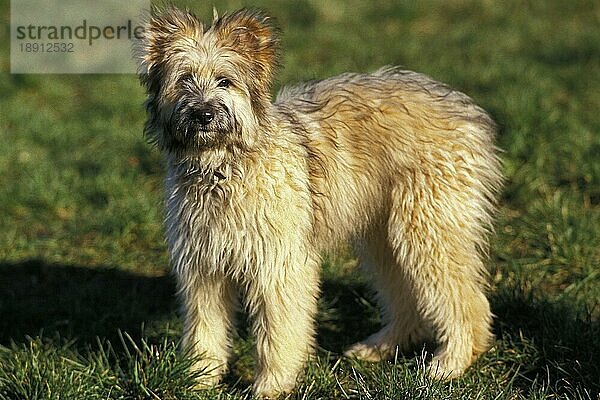 PYRENÄENSCHÄFERHUND  ERWACHSEN  STEHEND IM GRAS