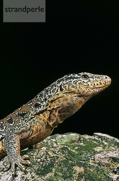 Chilenische Teju  callopistes palluma  Erwachsener  Eidechse von Chile