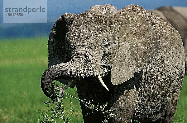 Afrikanischer Elefant (loxodonta africana)  Erwachsener frisst Pflanze  Kenia  Afrika